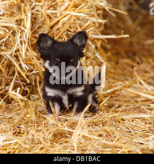 Chihuahua, longhaired, cucciolo |Chihuahua, langhaarig, Welpe Foto Stock