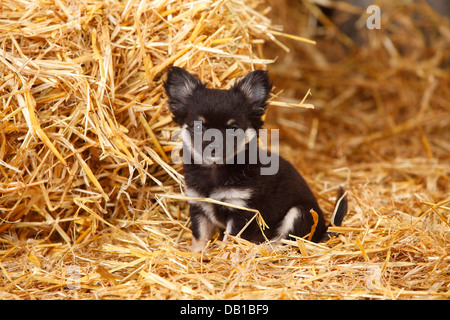 Chihuahua, longhaired, cucciolo |Chihuahua, langhaarig, Welpe Foto Stock