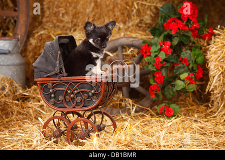 Chihuahua, longhaired, cucciolo / doll Carrello |Chihuahua, langhaarig, Welpe / Puppenwagen Foto Stock