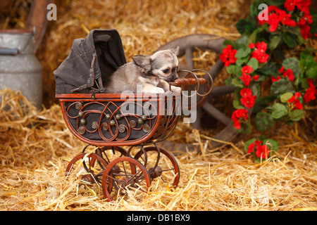 Chihuahua, longhaired, cucciolo / doll Carrello |Chihuahua, langhaarig, Welpe / Puppenwagen Foto Stock