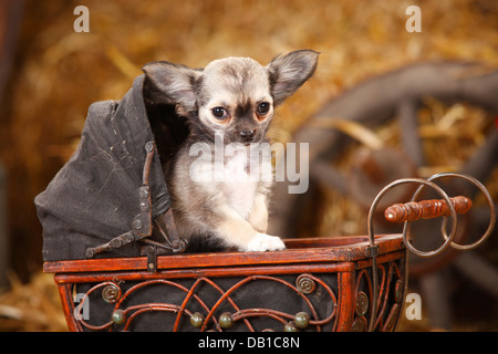 Chihuahua, longhaired, cucciolo / doll Carrello |Chihuahua, langhaarig, Welpe / Puppenwagen Foto Stock