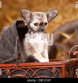 Chihuahua, longhaired, cucciolo / doll Carrello |Chihuahua, langhaarig, Welpe / Puppenwagen Foto Stock