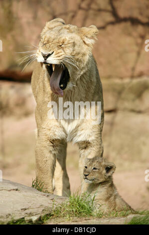 (Dpa) file - Il file immagine datata 2006 mostra un leone asiatico (lat.: Panthero leo persica), a cui si fa riferimento anche come Indiani e Leone persiano, sbadigli accanto a un gattino in un involucro in Germania. Foto: Ronald Wittek Foto Stock