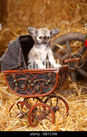 Chihuahua, longhaired, cucciolo / doll Carrello |Chihuahua, langhaarig, Welpe / Puppenwagen Foto Stock