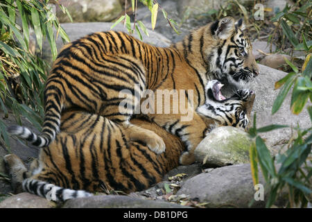 La figura mostra due tigre di Sumatra cubs (Panthera tigris sumatrae) giocando a loro encloser presso un giardino zoologico tedesco, posizione sconosciuta, Germania, 2006. Foto: Ronald Wittek Foto Stock