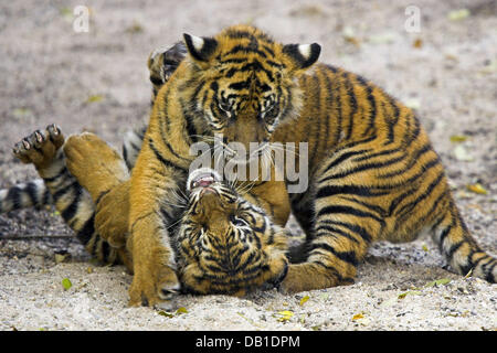 La figura mostra due tigre di Sumatra cubs (Panthera tigris sumatrae) giocando a loro encloser presso un giardino zoologico tedesco, posizione sconosciuta, Germania, 2006. Foto: Ronald Wittek Foto Stock