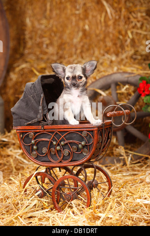 Chihuahua, longhaired, cucciolo / doll Carrello |Chihuahua, langhaarig, Welpe / Puppenwagen Foto Stock