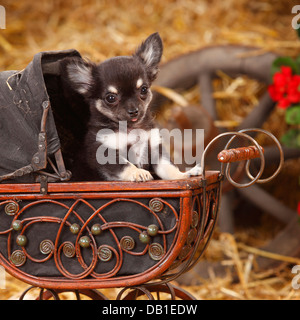 Chihuahua, longhaired, cucciolo / doll Carrello |Chihuahua, langhaarig, Welpe / Puppenwagen Foto Stock