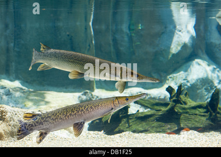 Grande alligatore nordamericano Gar (spatola di Atractosteus) pesci che nuotano nell'acquario nel Singapore River Safari Park, Singapore. Foto Stock