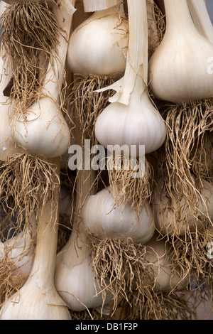 Appendere l'Aglio lampadine Vayo essiccazione Foto Stock