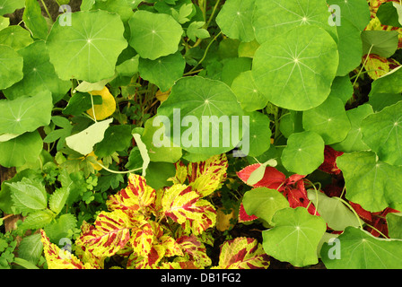 Estate piante che crescono in un giardino Foto Stock