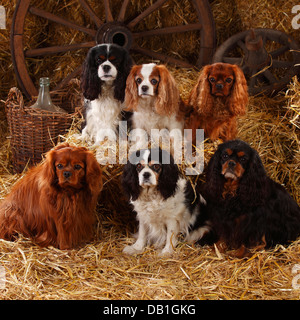 Cavalier King Charles Spaniel, rubino, tricolore, Blenheim e nero-e-tan Foto Stock