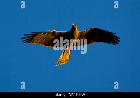 Nibbio bruno (Milvus migrans) in volo, Queensland, Australia Foto Stock