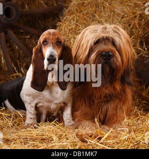 Briard e Basset Hound / Berger de Brie |Briard, Ruede, und Basset Hound, Huendin / Berger de Brie Foto Stock