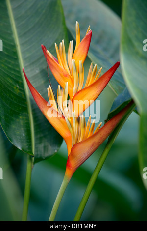 Heliconia Golden torcia, National Orchid Garden, Singapore. Nome scientifico: Heliconia psittacorum spathocircinata x. Foto Stock