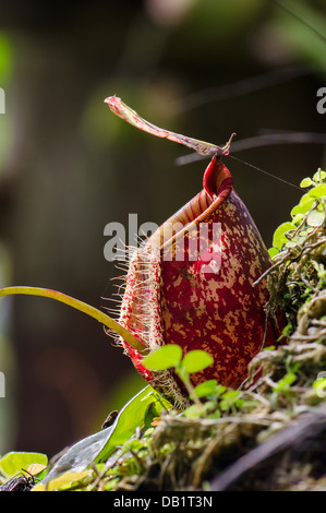 Tazza della scimmia Foto Stock