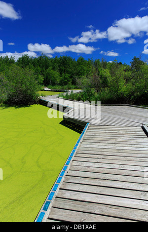 Fioritura di alghe e marsh boardwalk, Fort Whyte, Manitoba, Canada Foto Stock