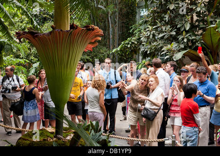 Fiore cadavere (Titan Arum) - Noi Botanic Garden, Washington DC Foto Stock