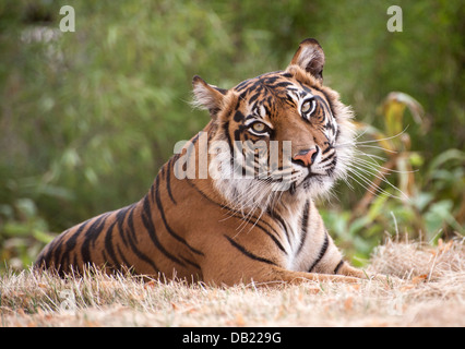 Femmina tigre di Sumatra guardando verso la telecamera Foto Stock