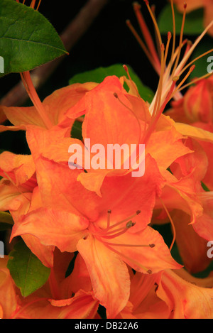 Azalea fiamma Bloom, vicino cimitero campi, Blue Ridge Parkway, North Carolina, STATI UNITI D'AMERICA Foto Stock