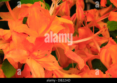 Azalea fiamma Bloom, vicino cimitero campi, Blue Ridge Parkway, North Carolina, STATI UNITI D'AMERICA Foto Stock