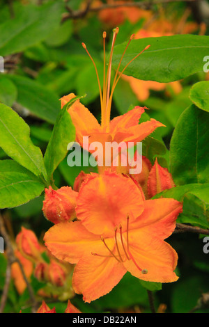 Azalea fiamma Bloom, vicino cimitero campi, Blue Ridge Parkway, North Carolina, STATI UNITI D'AMERICA Foto Stock