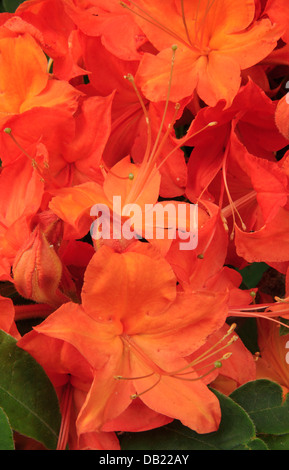 Azalea fiamma Bloom, vicino cimitero campi, Blue Ridge Parkway, North Carolina, STATI UNITI D'AMERICA Foto Stock