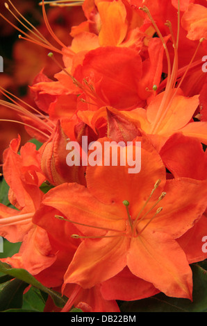 Azalea fiamma Bloom, vicino cimitero campi, Blue Ridge Parkway, North Carolina, STATI UNITI D'AMERICA Foto Stock