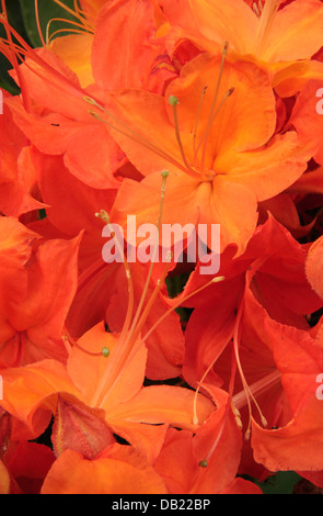 Azalea fiamma Bloom, vicino cimitero campi, Blue Ridge Parkway, North Carolina, STATI UNITI D'AMERICA Foto Stock