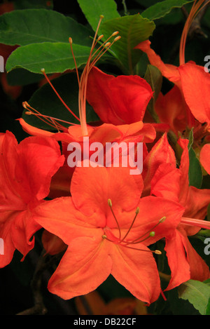 Azalea fiamma Bloom, vicino cimitero campi, Blue Ridge Parkway, North Carolina, STATI UNITI D'AMERICA Foto Stock