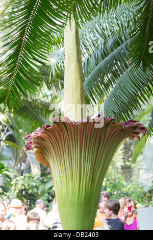 Noi Giardini Botanici, Washington, DC, Stati Uniti d'America. 22 Luglio, 2013. Amorphophallus titanum (Corpse fiore) blumi domenica 21 luglio 2013. Foto scattata sul secondo giorno bloom. Bloom durerà solo da 3 a 4 giorni. Ultima fioritura del cadavere fiore in Washington DC è stato nel 2007. Amorphophallus titanum, trovati in Sumatra, Indonesia. Noto anche come il titan arum o Corpse Fiore, è una fioritura delle piante con la più grande non ramificato infiorescenza nel mondo. Correlati a cucù pinta e calla lilly. L'odore di questo fiore è reminiscenza di decomposizione del mammifero. Credito: Khamp Sykhammountry/Alamy Live News Foto Stock