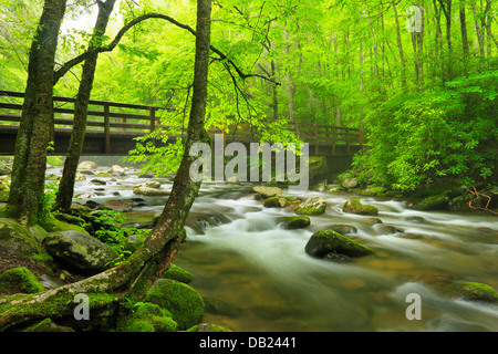 Kephart rebbio Trail Bridge, Oconaluftee River, Great Smoky Mountains National Park, North Carolina, STATI UNITI D'AMERICA Foto Stock