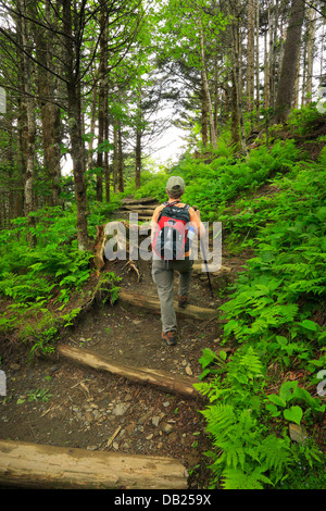 Vicino a molla Icewater Shelter, Charlie's Bunion Trail, Great Smoky Mountains National Park, North Carolina, Tennessee, Stati Uniti d'America Foto Stock