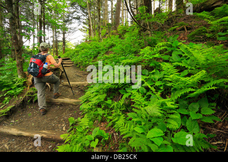 Vicino a molla Icewater Shelter, Charlie's Bunion Trail, Great Smoky Mountains National Park, North Carolina, Tennessee, Stati Uniti d'America Foto Stock