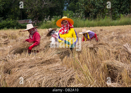 Le donne i lavoratori agricoli la raccolta di fieno nel nord della Thailandia Foto Stock
