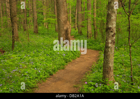 Quercia bianca lavello Trail Off Schoolhouse Gap Trail, Great Smoky Mountains National Park, Tennessee, Stati Uniti d'America Foto Stock