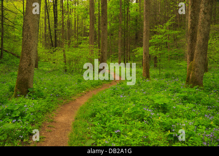 Quercia bianca lavello Trail Off Schoolhouse Gap Trail, Great Smoky Mountains National Park, Tennessee, Stati Uniti d'America Foto Stock