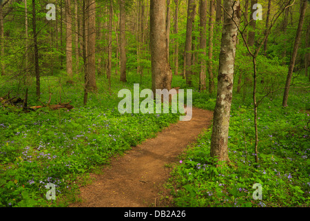 Quercia bianca lavello Trail Off Schoolhouse Gap Trail, Great Smoky Mountains National Park, Tennessee, Stati Uniti d'America Foto Stock