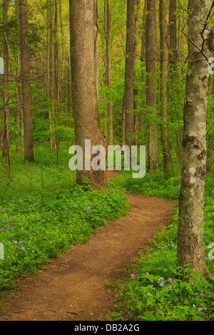 Quercia bianca lavello Trail Off Schoolhouse Gap Trail, Great Smoky Mountains National Park, Tennessee, Stati Uniti d'America Foto Stock