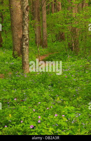 Quercia bianca lavello Trail Off Schoolhouse Gap Trail, Great Smoky Mountains National Park, Tennessee, Stati Uniti d'America Foto Stock