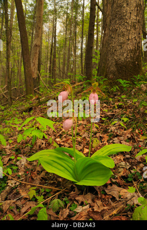 Pink Lady pantofole, Rovere bianco lavello Trail Off Schoolhouse Gap Trail, Great Smoky Mountains National Park, Tennessee, Stati Uniti d'America Foto Stock