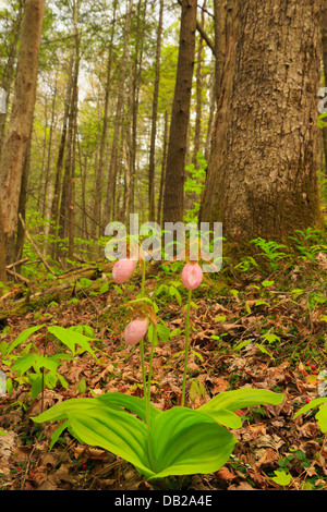 Pink Lady pantofole, Rovere bianco lavello Trail Off Schoolhouse Gap Trail, Great Smoky Mountains National Park, Tennessee, Stati Uniti d'America Foto Stock