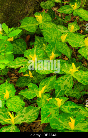 Giallo Trillium, Schoolhouse Gap Trail, Great Smoky Mountains National Park, Tennessee, Stati Uniti d'America Foto Stock