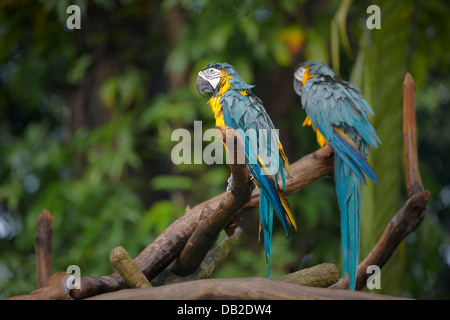Blu-Giallo Macaws. Nome scientifico: Ara ararauna. Jurong Bird Park, Singapore. Foto Stock