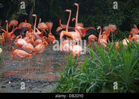 Caraibi o American fenicotteri. Nome scientifico: Phoenicopterus ruber. Jurong Bird Park, Singapore. Foto Stock