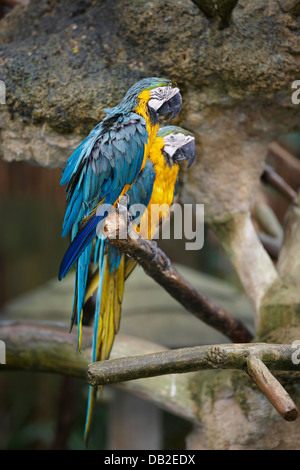 Blu-Giallo Macaws. Nome scientifico: Ara ararauna. Jurong Bird Park, Singapore. Foto Stock
