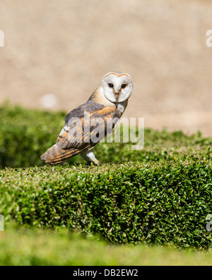 Il barbagianni (Tyto alba), poggiante su di un giardino siepe, Francia Foto Stock