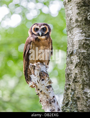 Legno marrone allocco (Strix leptogrammica) appollaiato in un albero. Noto anche come legno malese Owl. Foto Stock