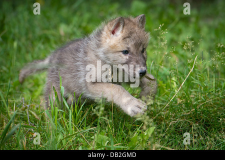 Cucciolo di lupo che corre attraverso l'erba verde Foto Stock