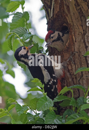 Femmina di Picchio rosso maggiore (Dendrocopos major) alimenta un pulcino al nido foro. Regno Unito Foto Stock